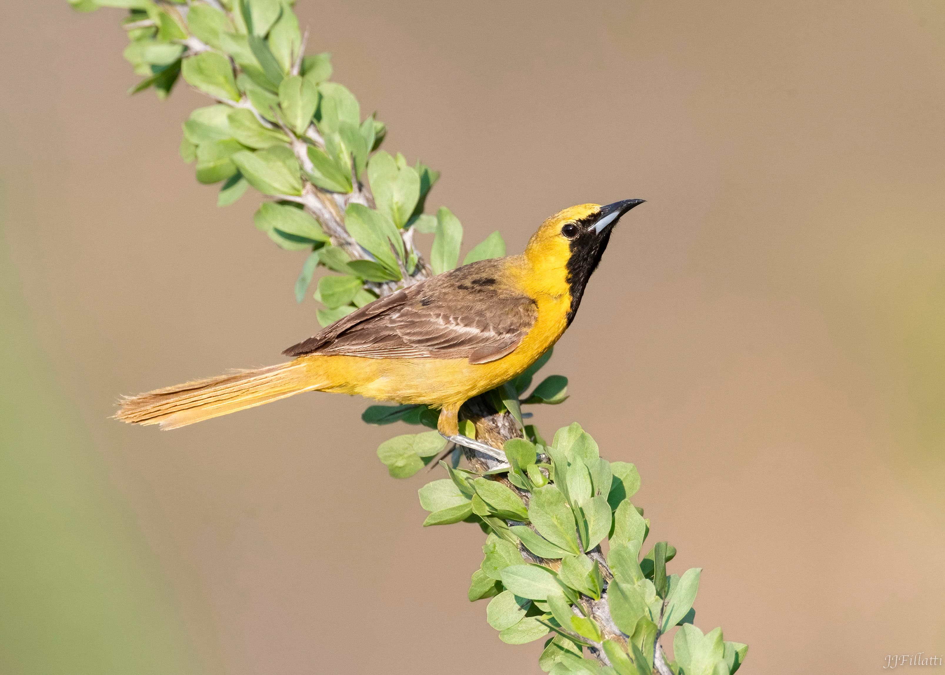 bird of arizona image 38